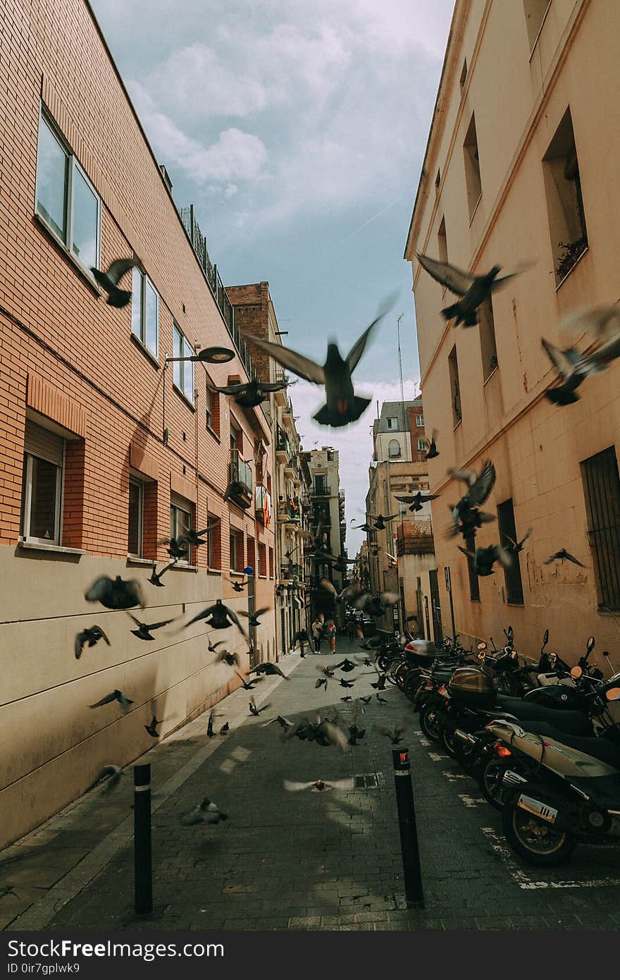 Flock of Pigeon