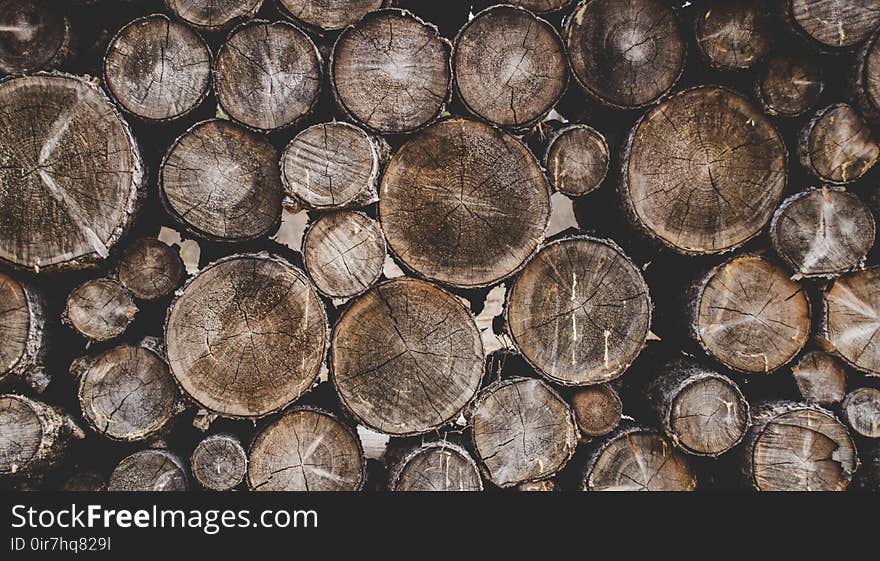 Bunch of Wood Stumps