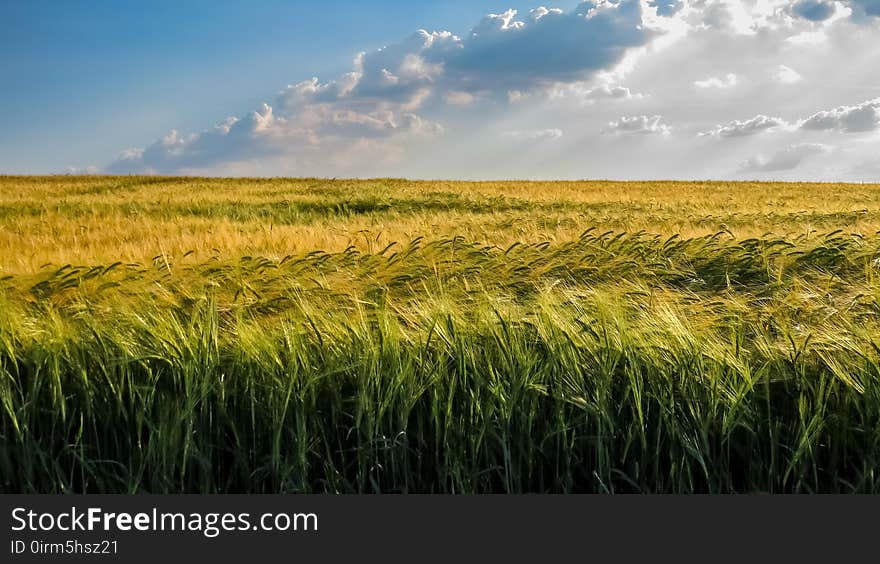 Yellow and green wheat field with blue sky and clouds.