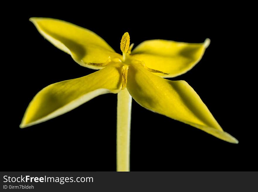 Flower, Flora, Yellow, Plant