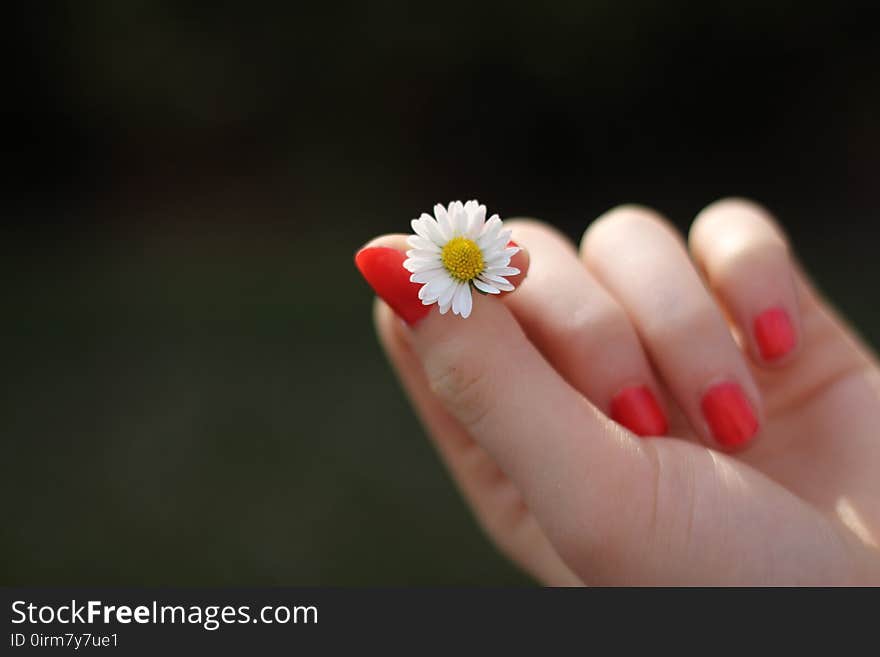 Finger, Nail, Flower, Hand