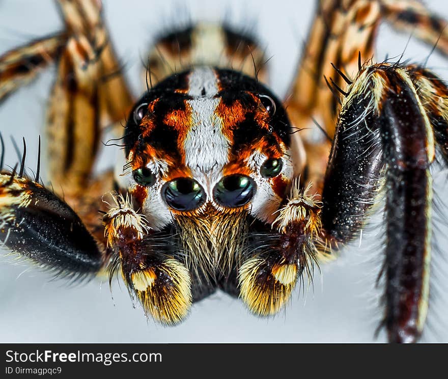 Invertebrate, Insect, Close Up, Macro Photography