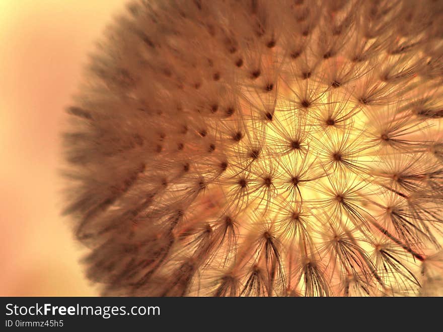 Close Up, Macro Photography, Flower, Dandelion