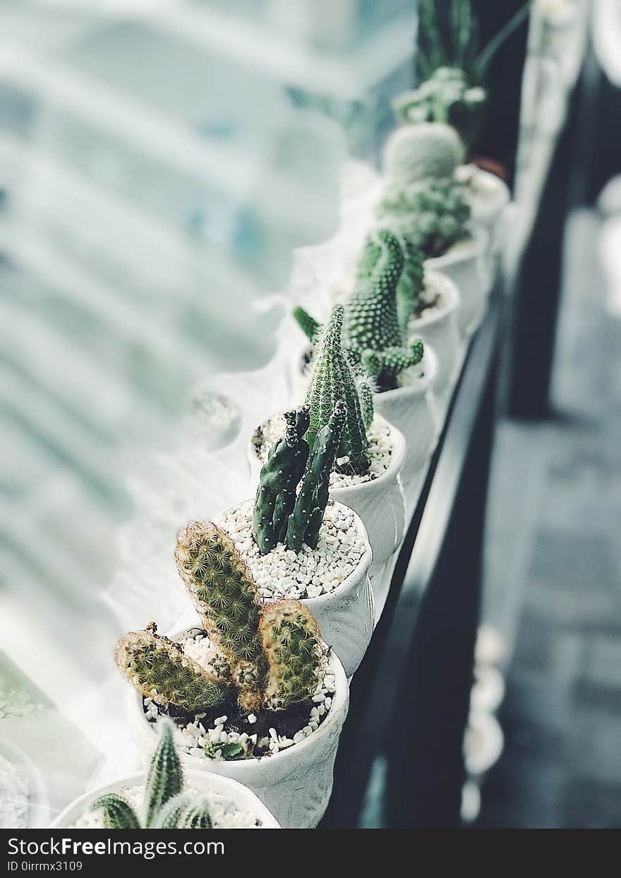 Cactus Plants