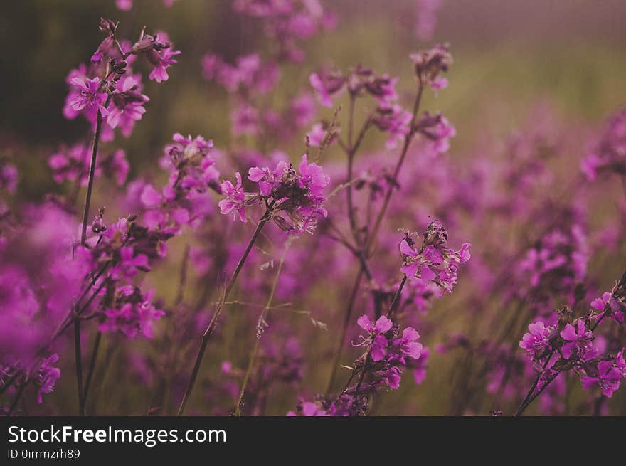 Selective Focus Photography of Pink Flowers