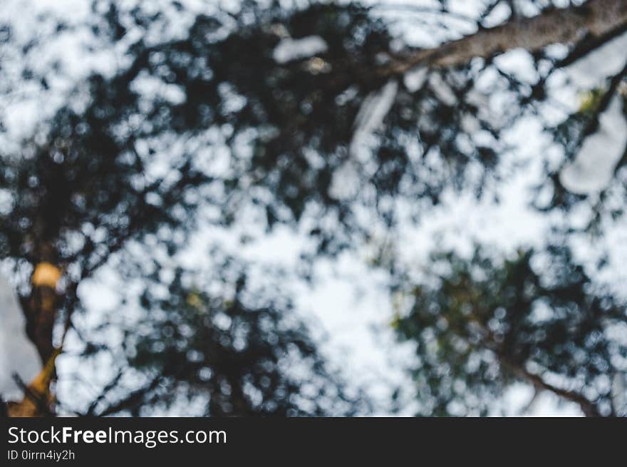 Blur, Branches, Close-up