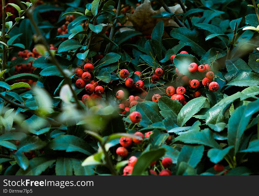 Red Fruit Surrounded By Leaves