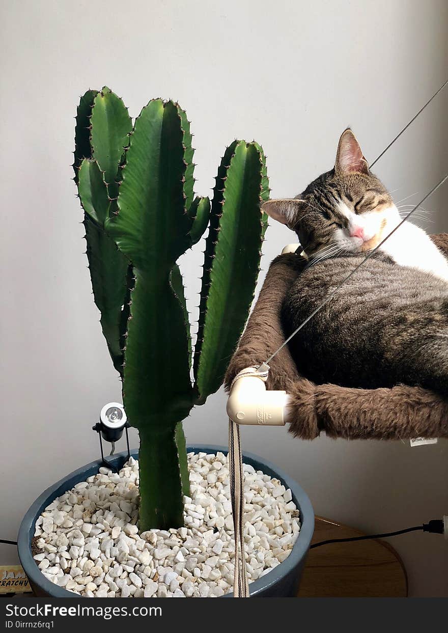 Grey Tabby Cat Laying Beside Green Cactus