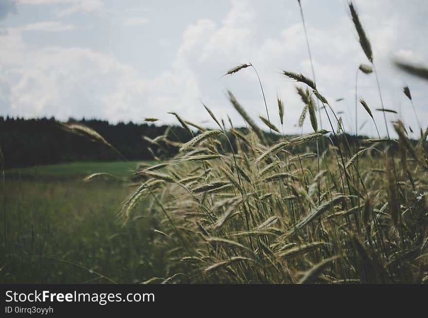 Selective Focus Photo of Wheat Plant Under Cloudy Sky