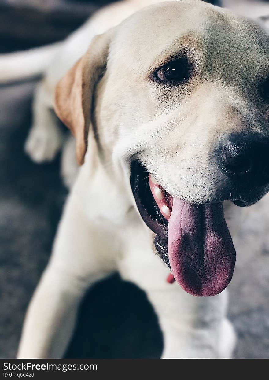 Closeup Photo of White Dog