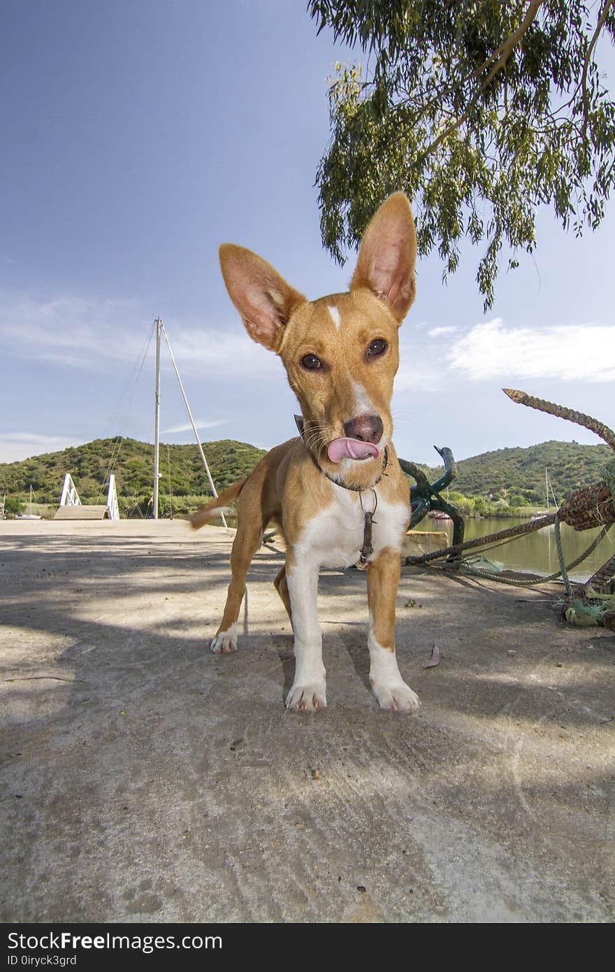 Close up view of a cool cute domestic pet dog.