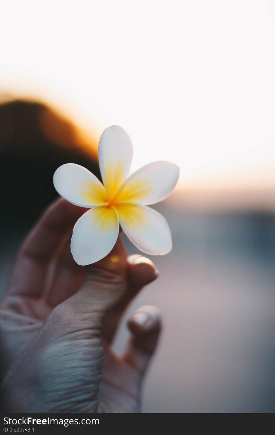 Close-up Photo of a Person Holding a Flower