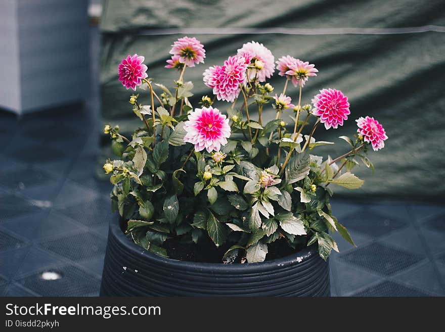 Clustered Pink Petal Flower Plant On Black Pot