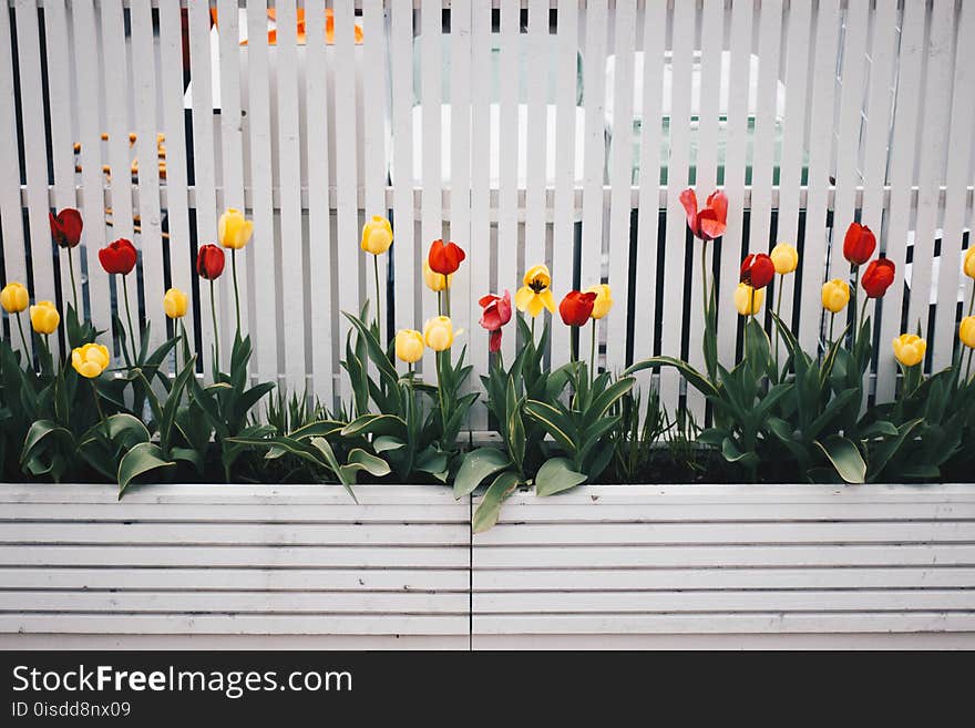 Yellow And Red Tulip Flower Plant Beside White Fence