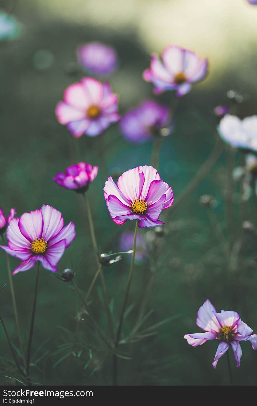 Purple Flower