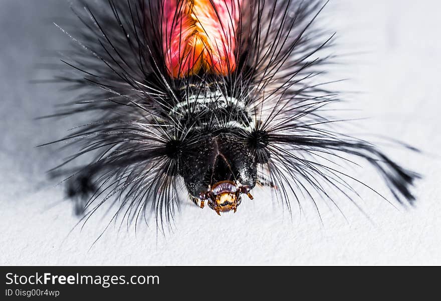 Insect, Invertebrate, Close Up, Macro Photography