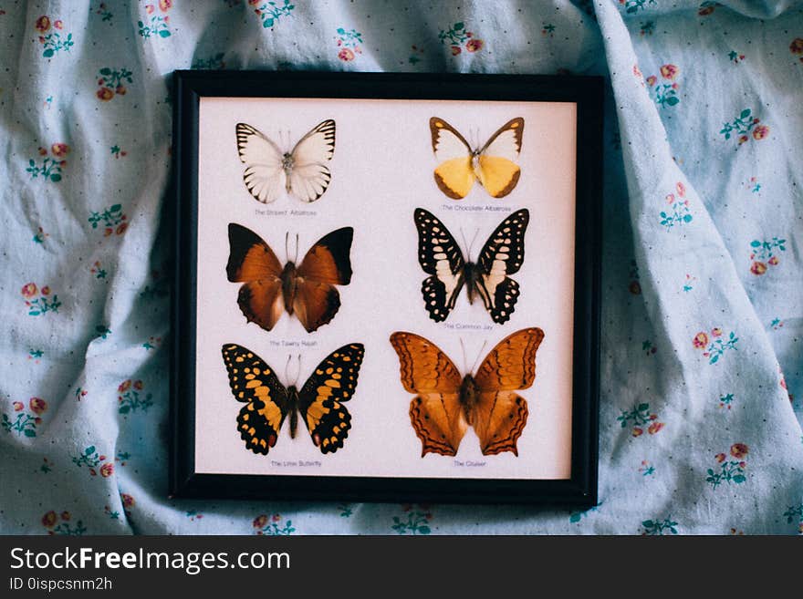 Black Wooden Framed Shadow Box of Butterflies