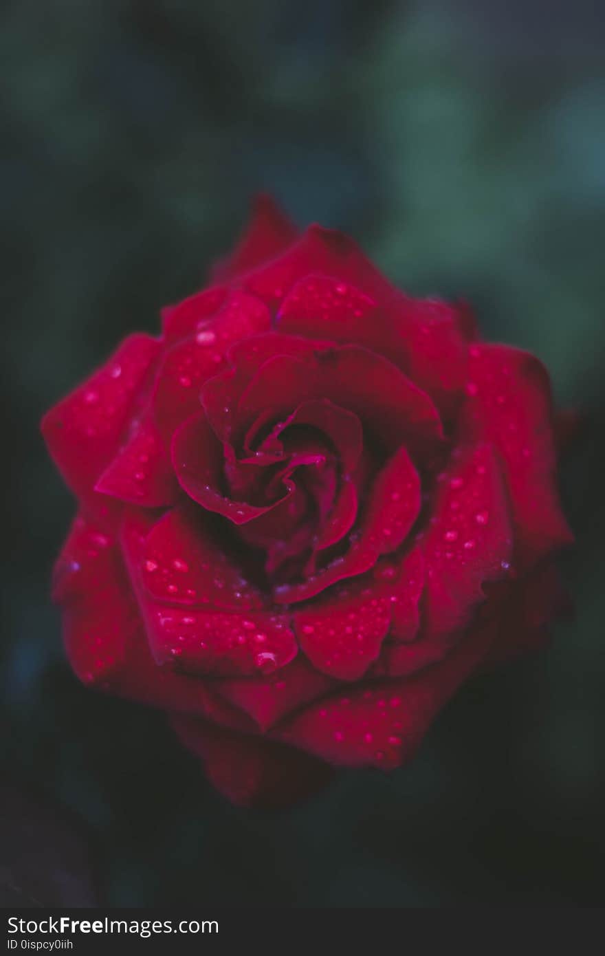 Selective Focus Photography of Red Rose