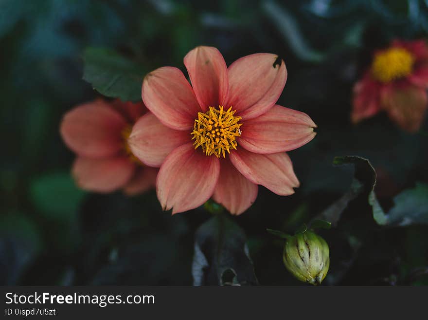 Close Up Photo of Pink Petaled Flower