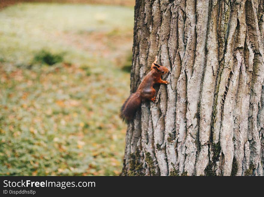 Brown Squirrel Holding on Tree