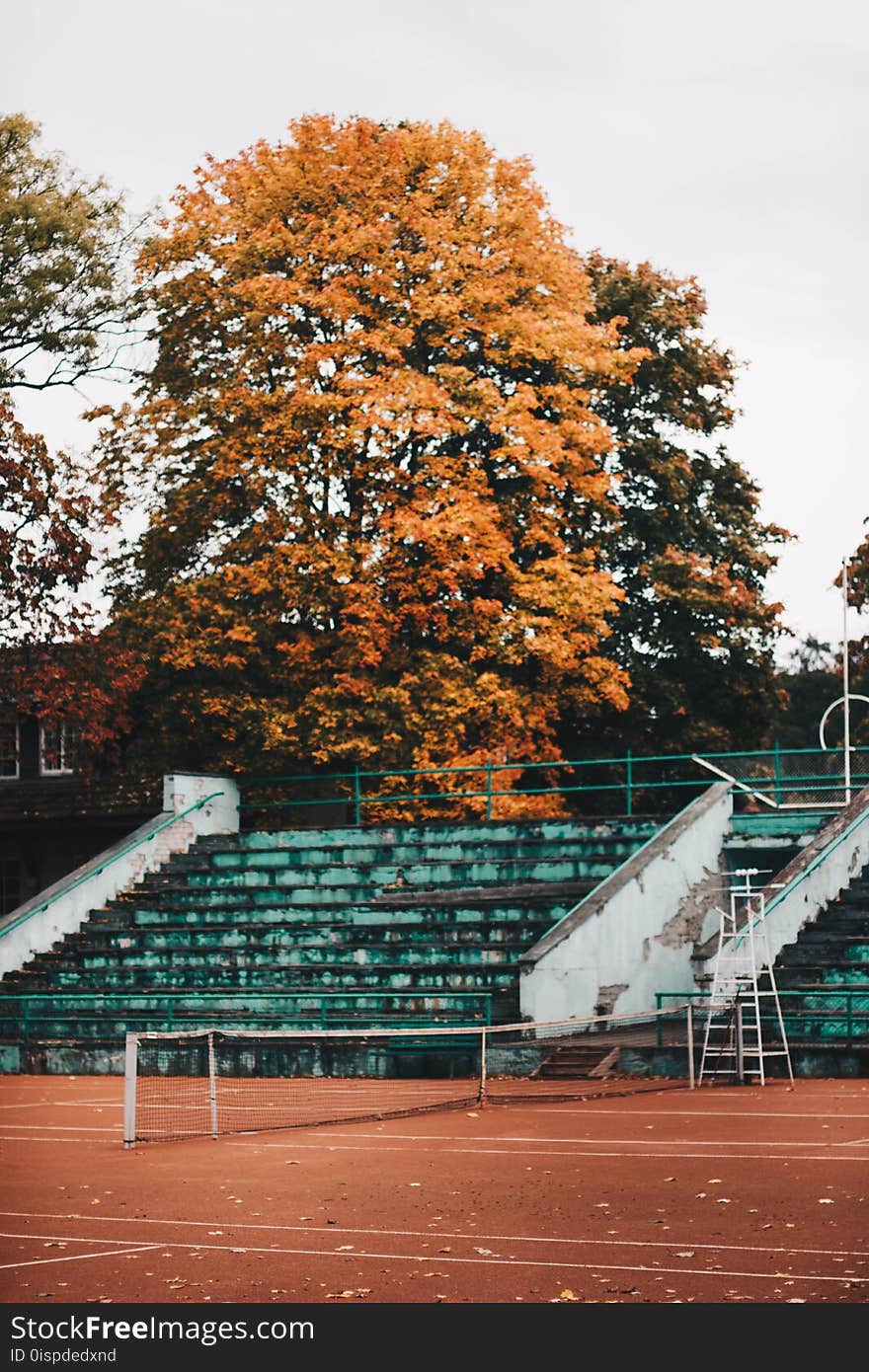 Empty Green and White Concrete Bleachers Near Brown Leaf Tree at Daytime