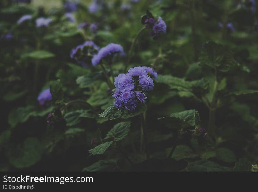 Purple Flowers