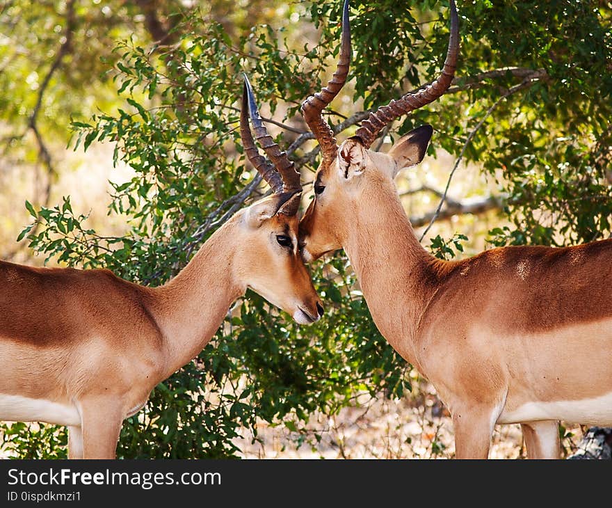 Gazelles