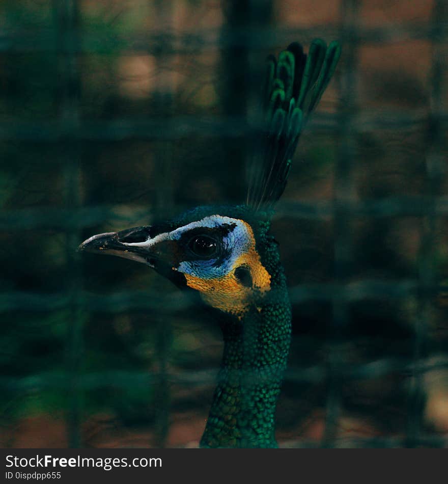 Closeup Photography of Peafowl