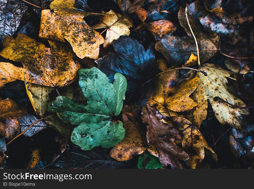 Assorted Color Leafs Photo