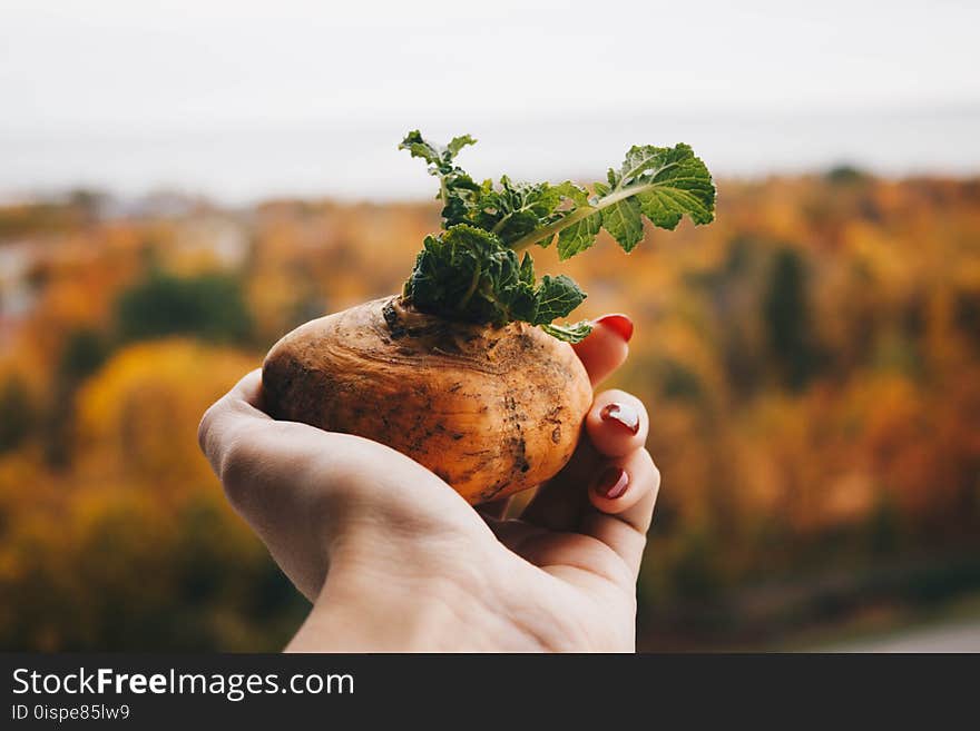 Brown Potato