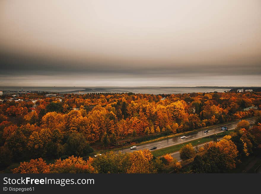 Aerial View of Orange Trees