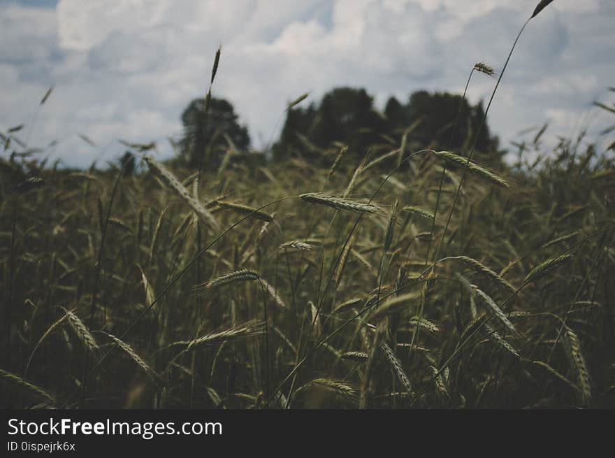 Selective Focus Photography of Green Grass Under White Sky