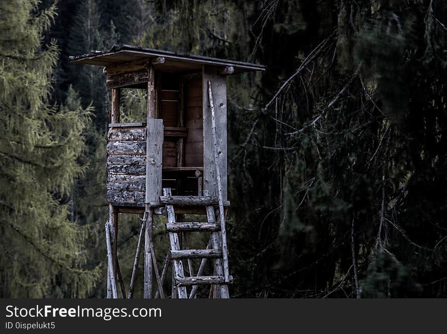 Brown and Gray Wooden Tree House Near Trees