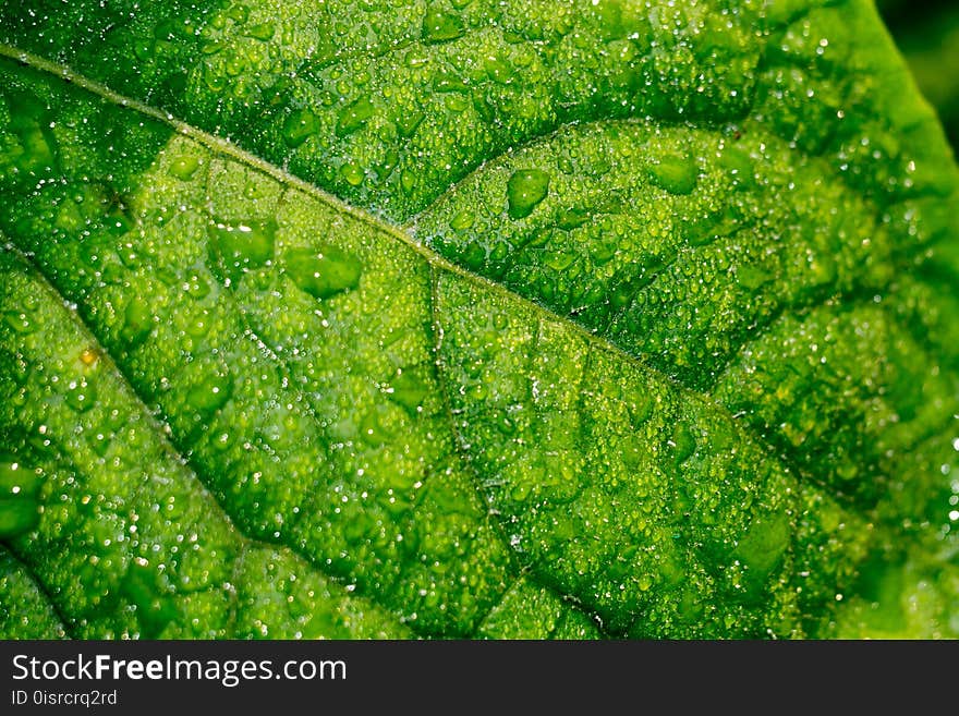 Big green cucumber leaf in drops of water. Big green cucumber leaf in drops of water.