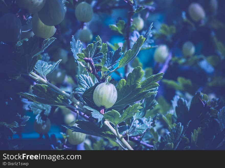 Fresh Green Gooseberry