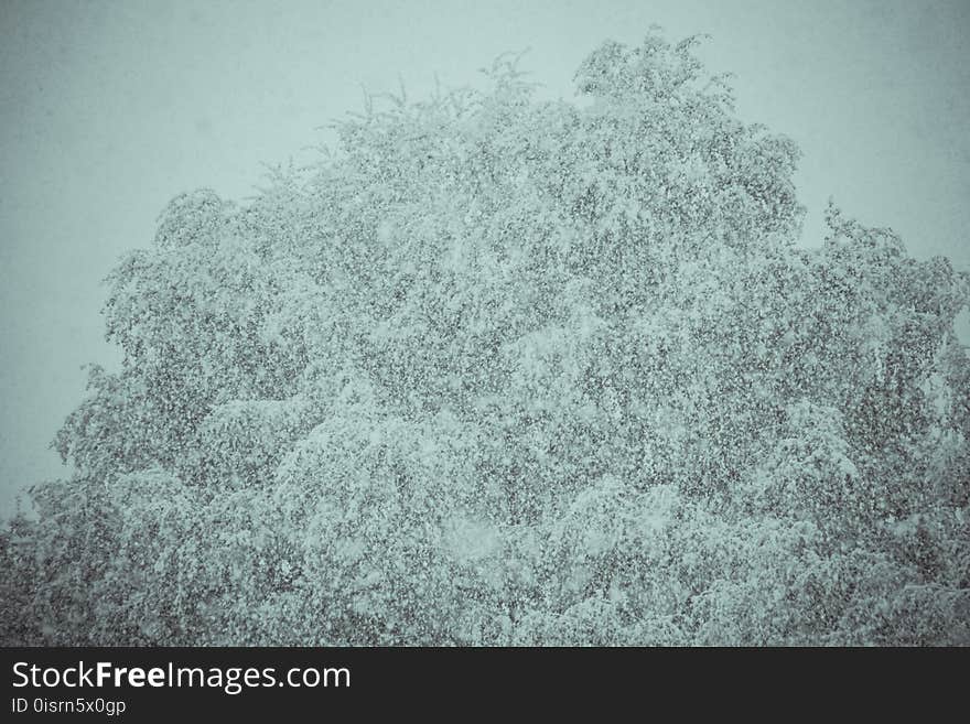 Trees in Snowfall Retro