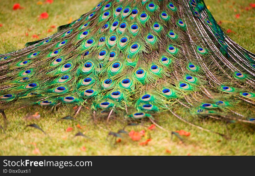 Background, beautiful peacock tail. Nature and backgrounds.