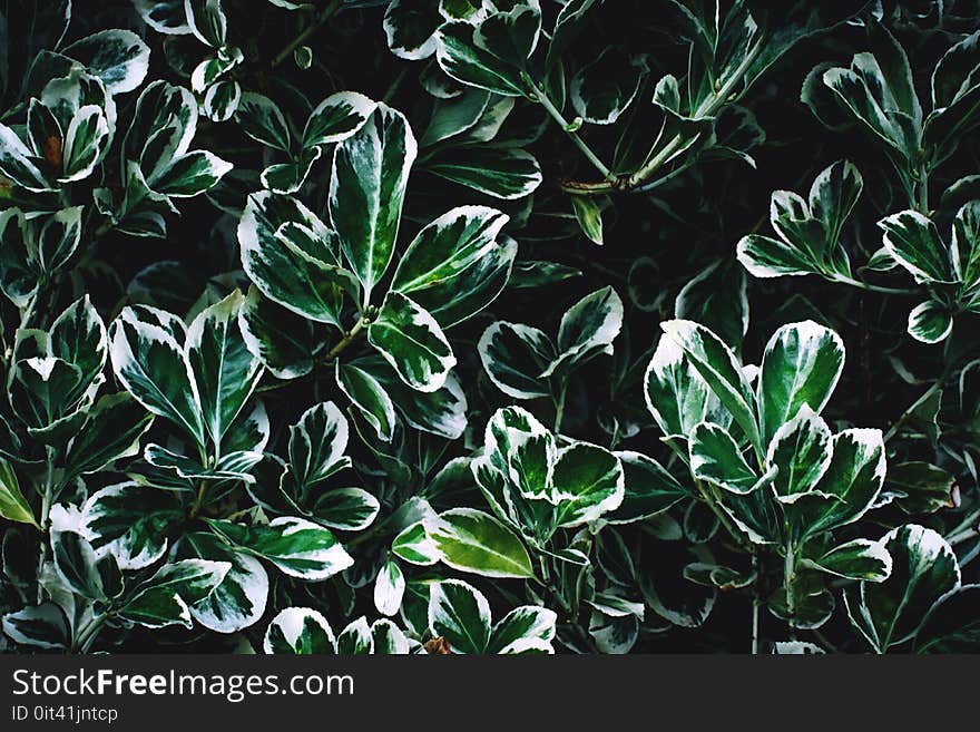 Green and White Leaves