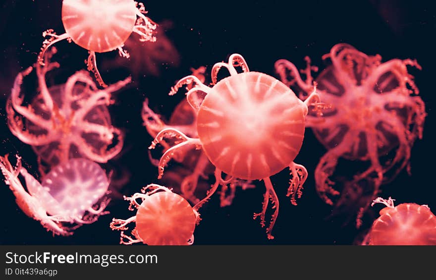 Red Jelly Fish