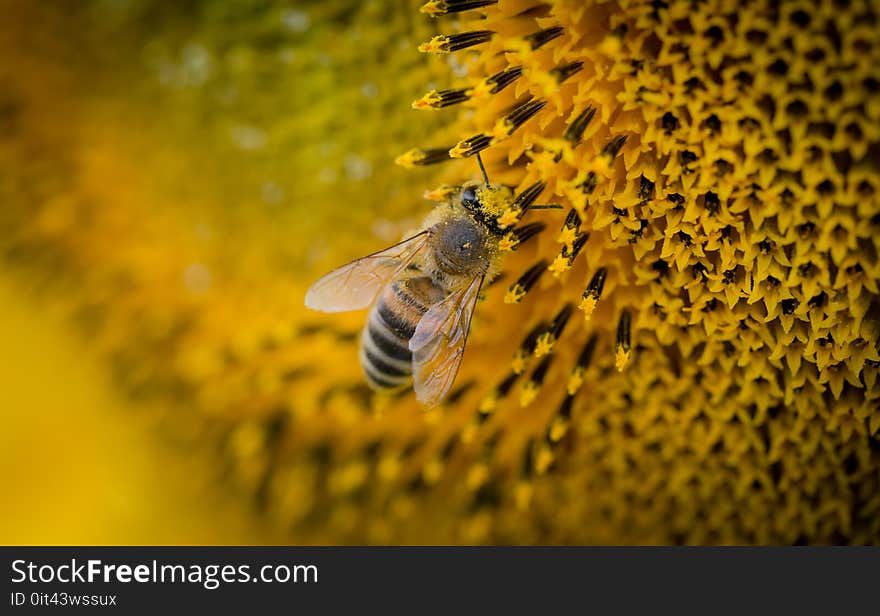 Macro Photography of a Bee