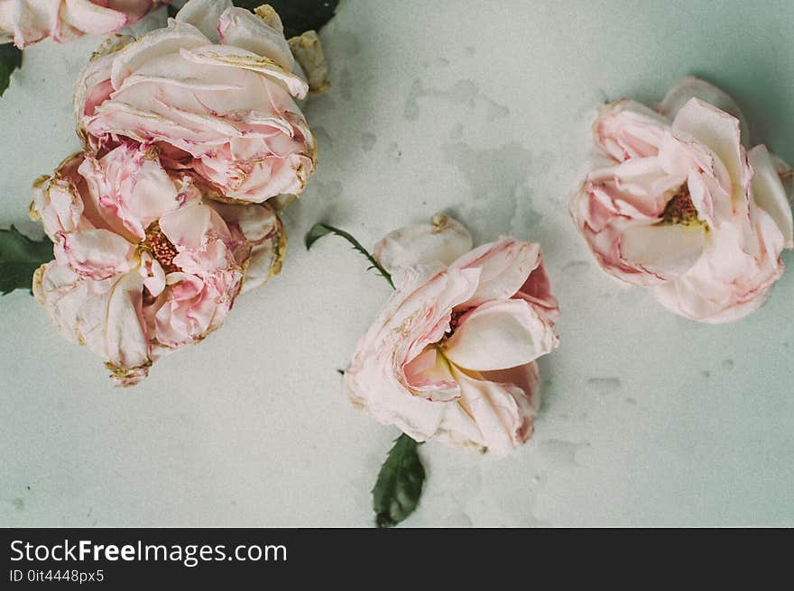 Three Pink Roses on White Table