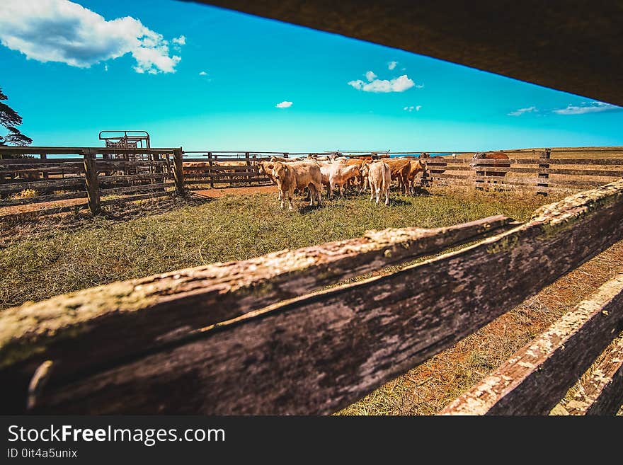 Herd Of Cows In Farm