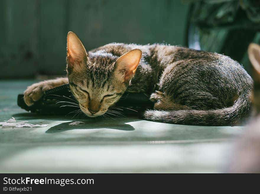 Brown Tabby Cat Sleeping