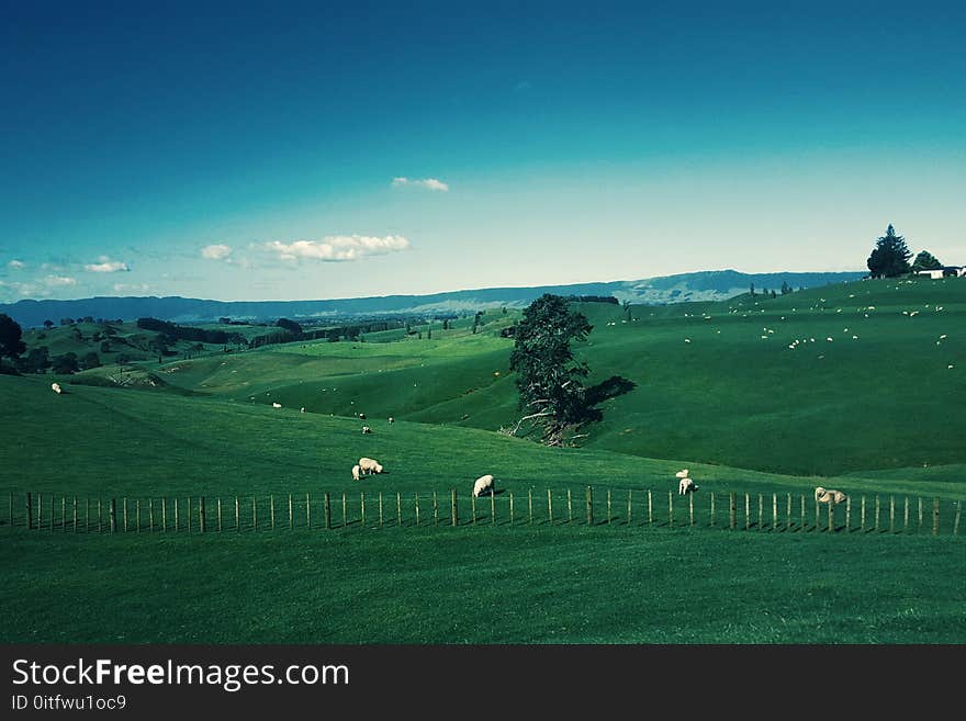 White Furred Animals on Green Grass Field