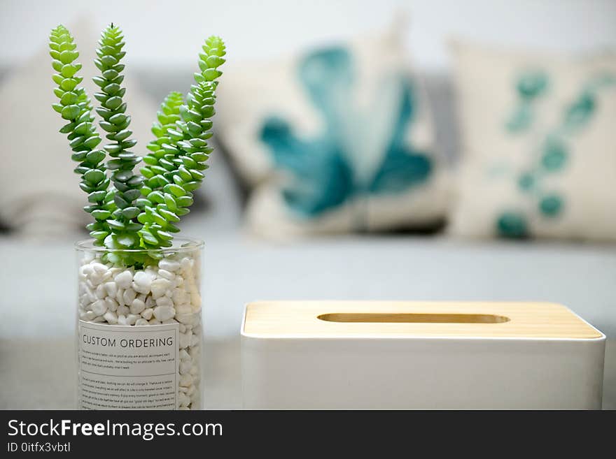 Selective Photo of Green Succulent Plant