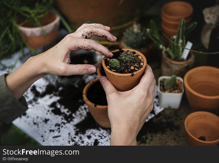 Person Holding Green Cactus On Pot