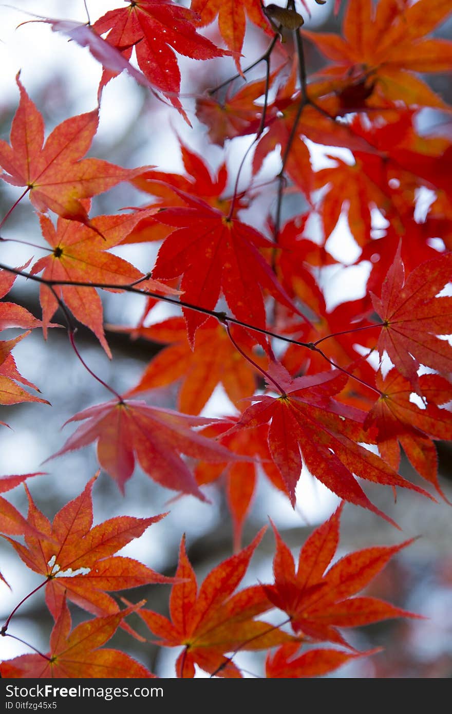 Brown Leaf in Tilt Shift Photograph