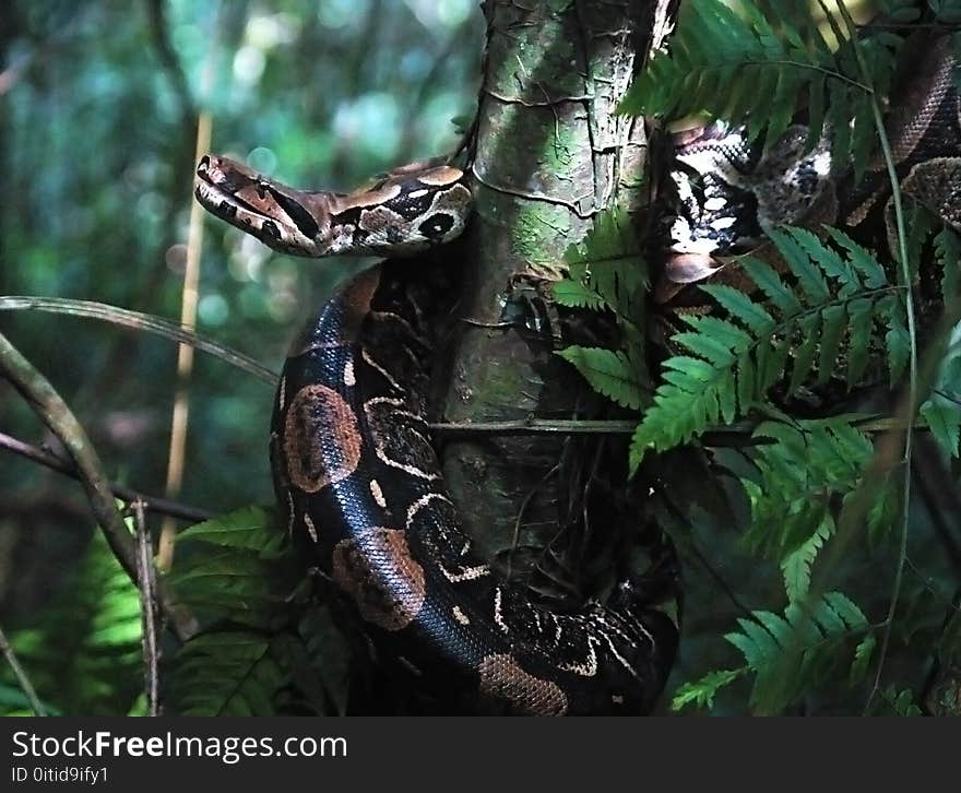 Rio de Janeiro, February 29, 2008. Giboia snake hanging on the tree in the forest of Tijuca National Park, in the city of Rio de Janeiro, Brazil