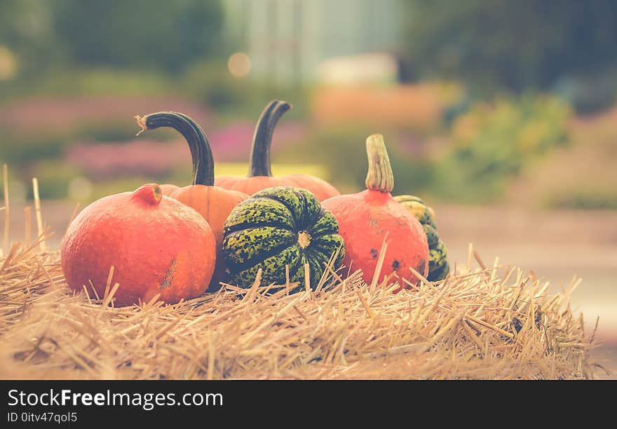 Green and Orange Squash