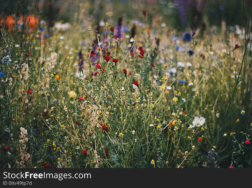 Blue, White and Red Poppy Flower Field